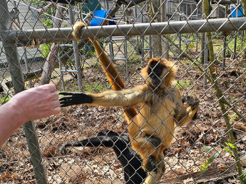 Jungle Friends Primate Sanctuary-盖恩斯维尔必去景点