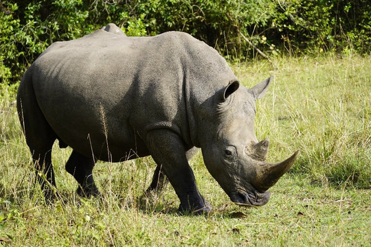 Nature Responsible Safari Uganda-恩德培必去景点