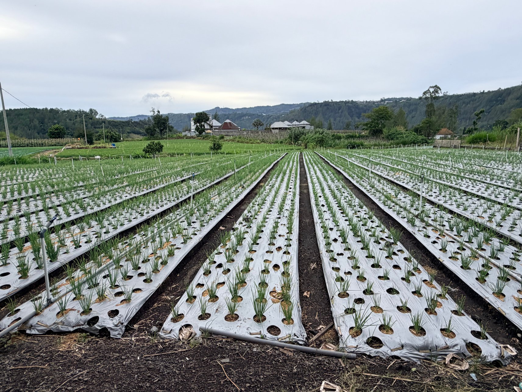 Batur Panorama-官方