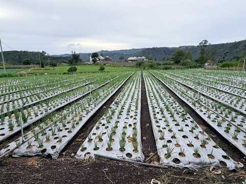 Batur Panorama主图
