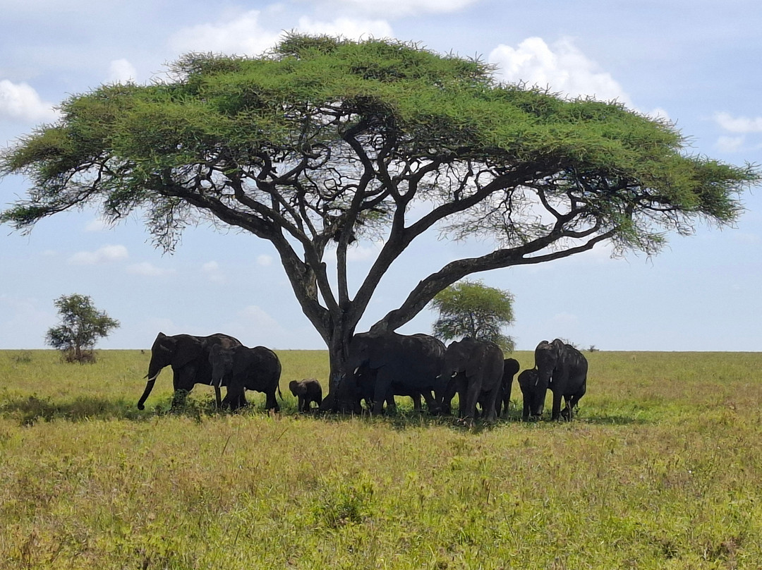 Zara Tanzania Adventures-莫西必去景点