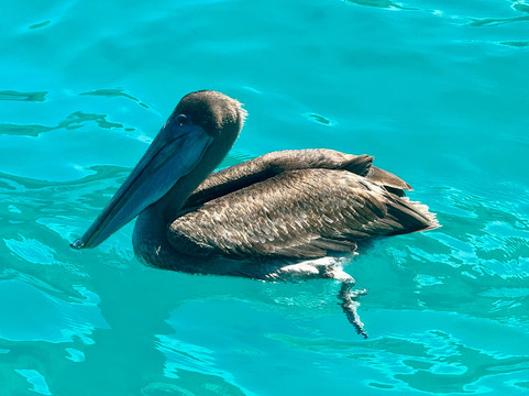 Galapagos Best Option-阿约拉港必去景点