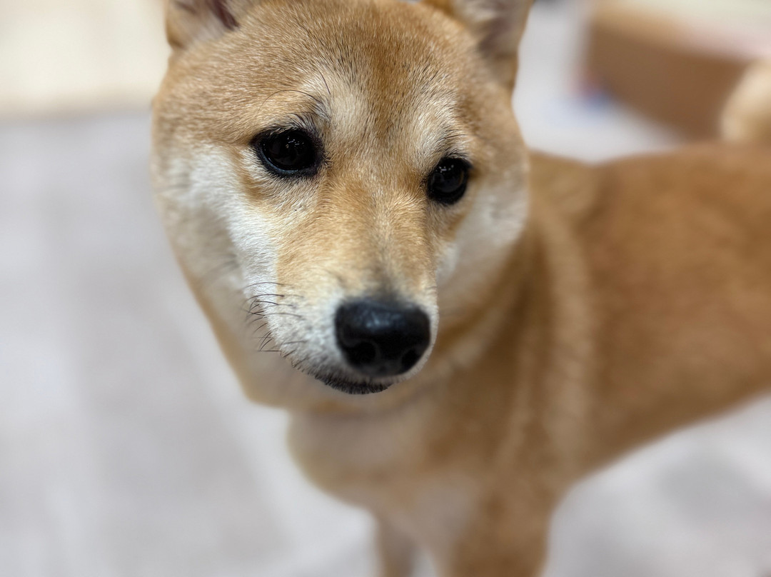 Puppy Cafe Rio Kamakura Komachidori-镰仓市必去景点