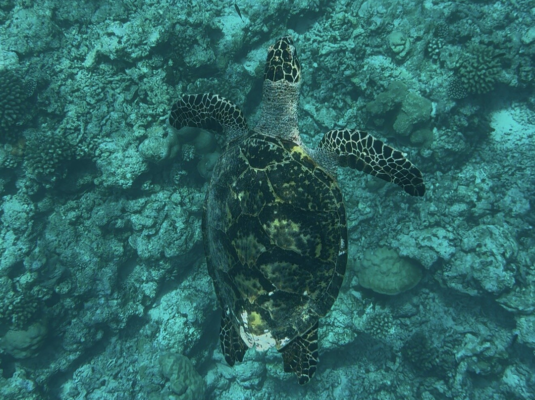 Euro-Divers Meeru-蜜月岛必去景点