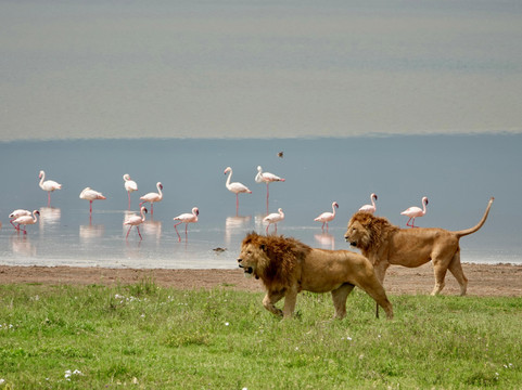 Thomson Safaris-塞伦盖蒂国家公园必去景点