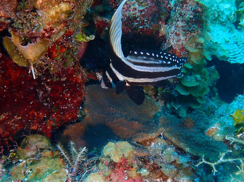 Living The Dream Divers-七哩滩必去景点