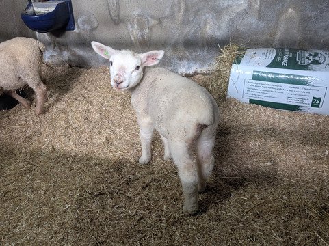 Rathbaun Farm-戈尔韦必去景点