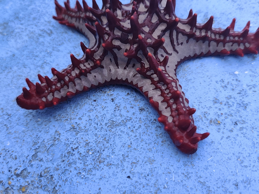 Saddlebird Adventures - Travel And Tours-蒙巴萨必去景点