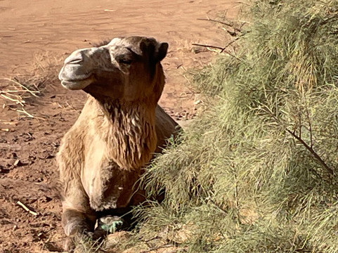 Sahara Wonders-迈哈米德必去景点