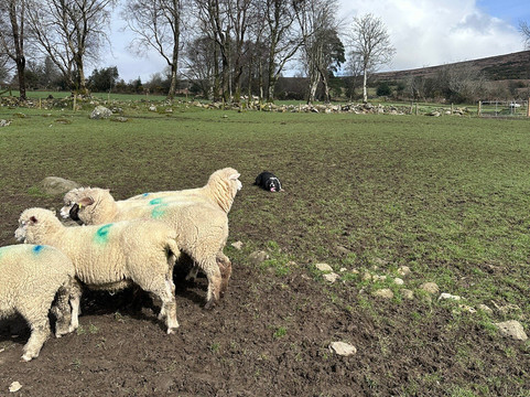 Cullen's Sheep Farm-拉腊必去景点