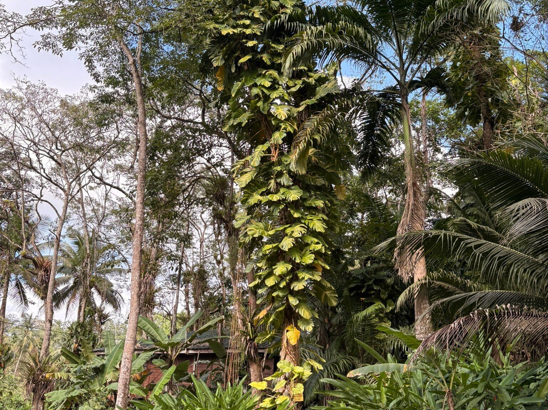 Hacienda Jacana主图