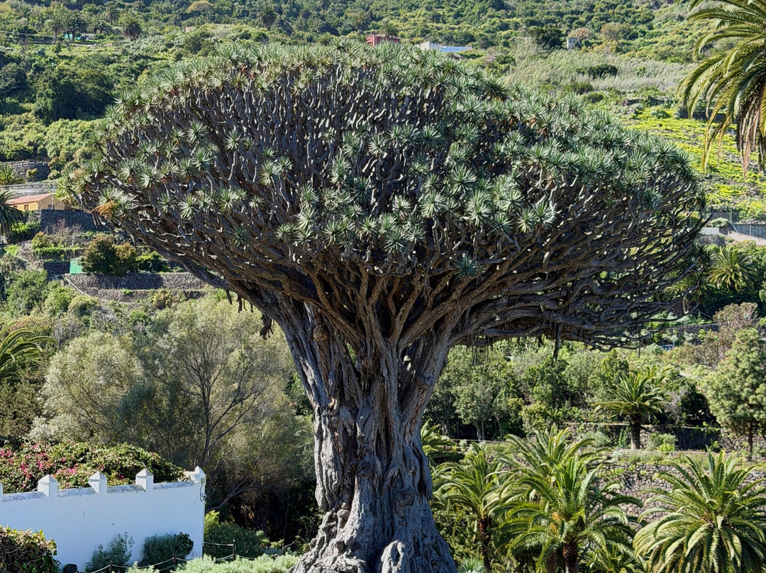 Tenerife 100 Cultures-特纳里夫必去景点