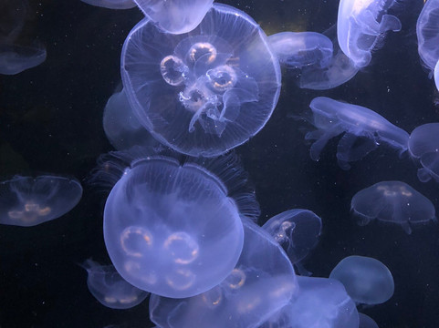 奥杜邦昆虫博物馆-新奥尔良必去景点