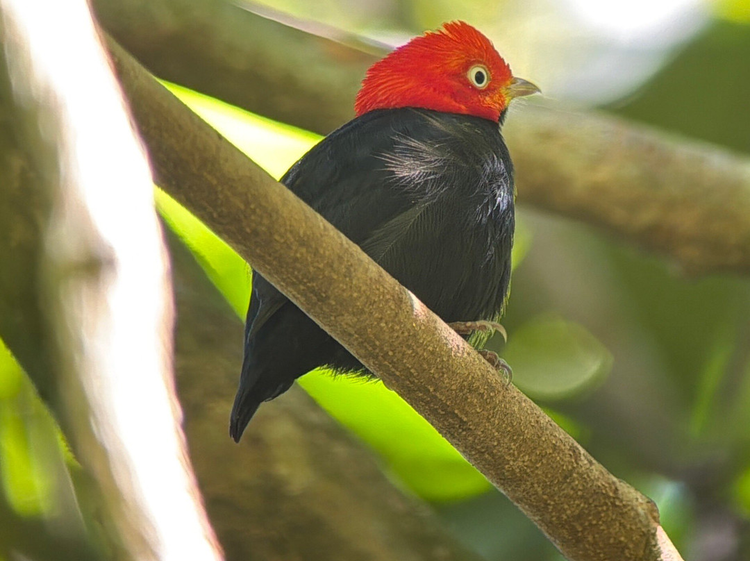 Johan Chaves - Nature and birding Tours-哥斯达黎加安东尼奥国家公园必去景点