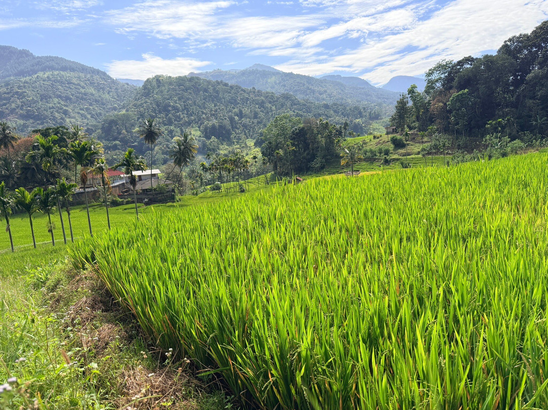 Sri Lanka Trekking-康提必去景点