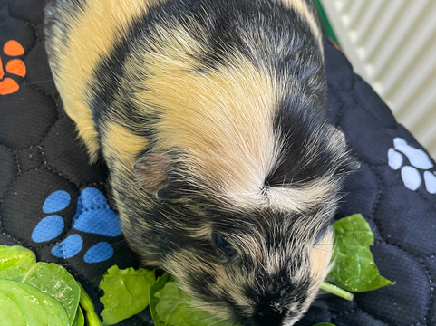 Cavies & Cake-Fakenham必去景点