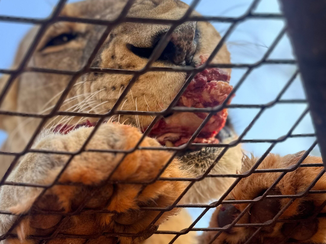 Senegal for Travellers-达喀尔必去景点