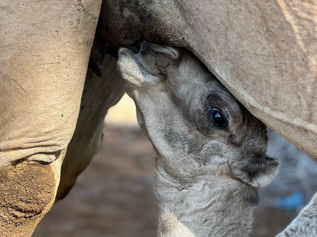 African Quest Safaris-蒙巴萨必去景点