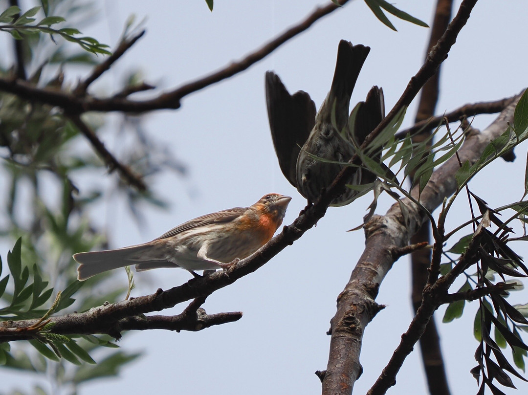 Kona Cloud Forest Sanctuary-凯鲁瓦-柯纳必去景点