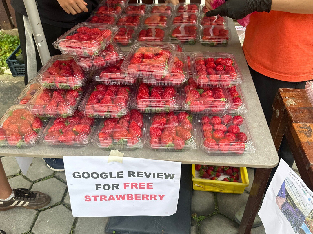 Cameron Highlands Flora Park-碧兰璋必去景点