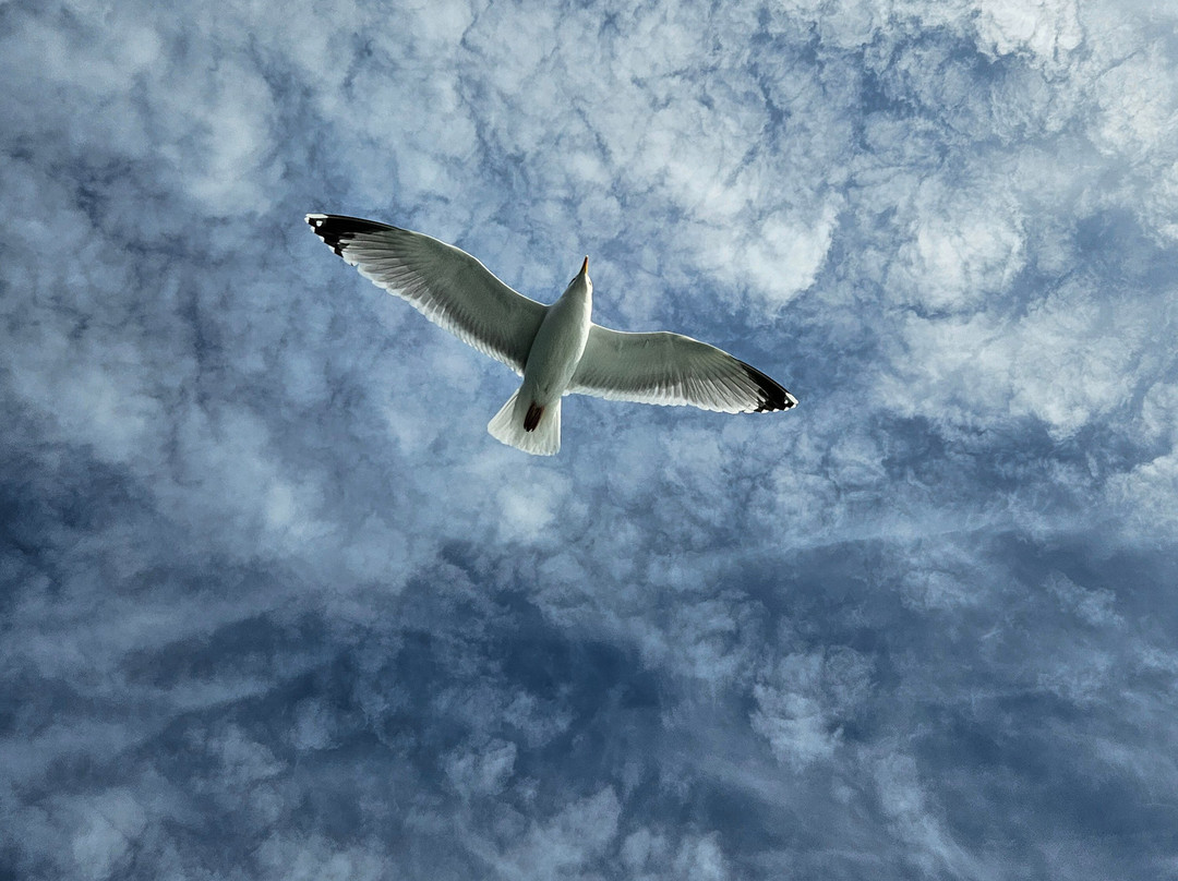Pembrokeshire Islands Boat Trips-Skomer Island必去景点