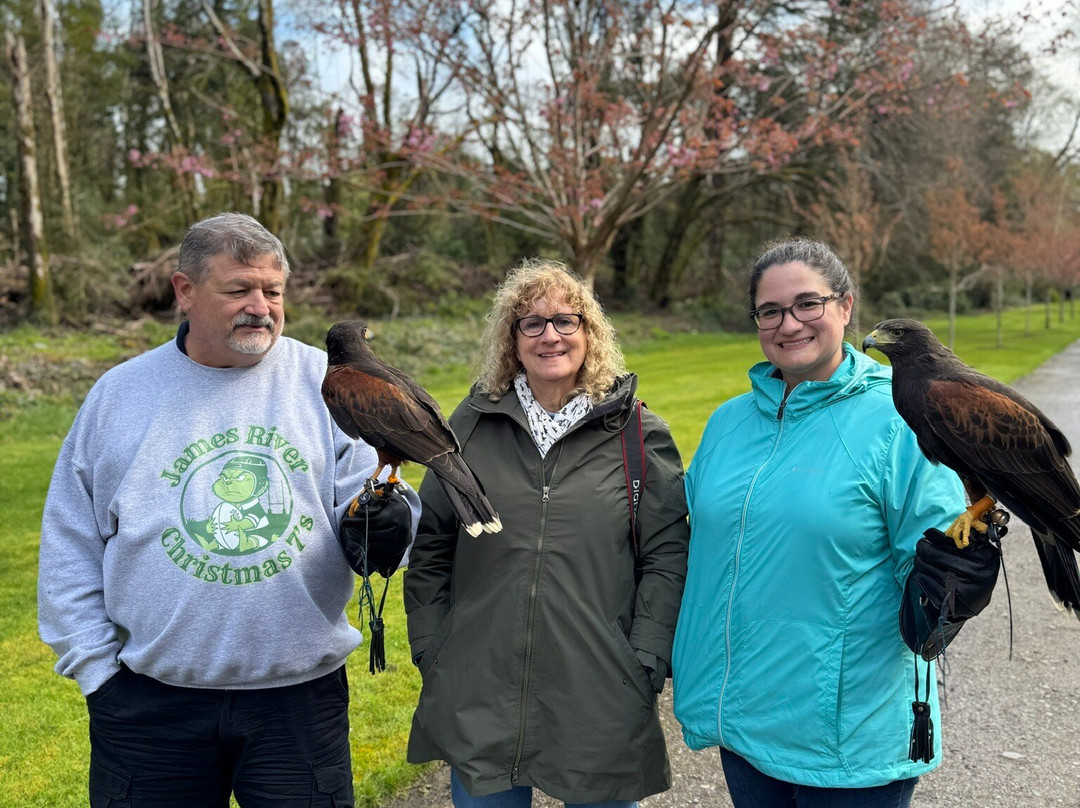 Ireland's School of Falconry-康镇必去景点