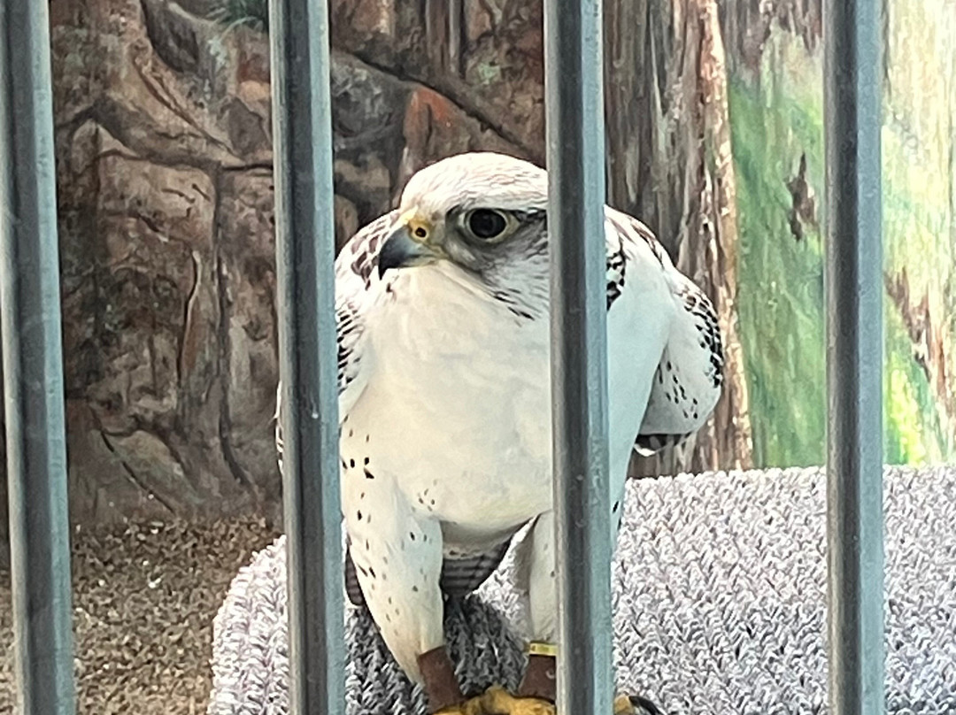 World Center For Birds of Prey-博伊西必去景点