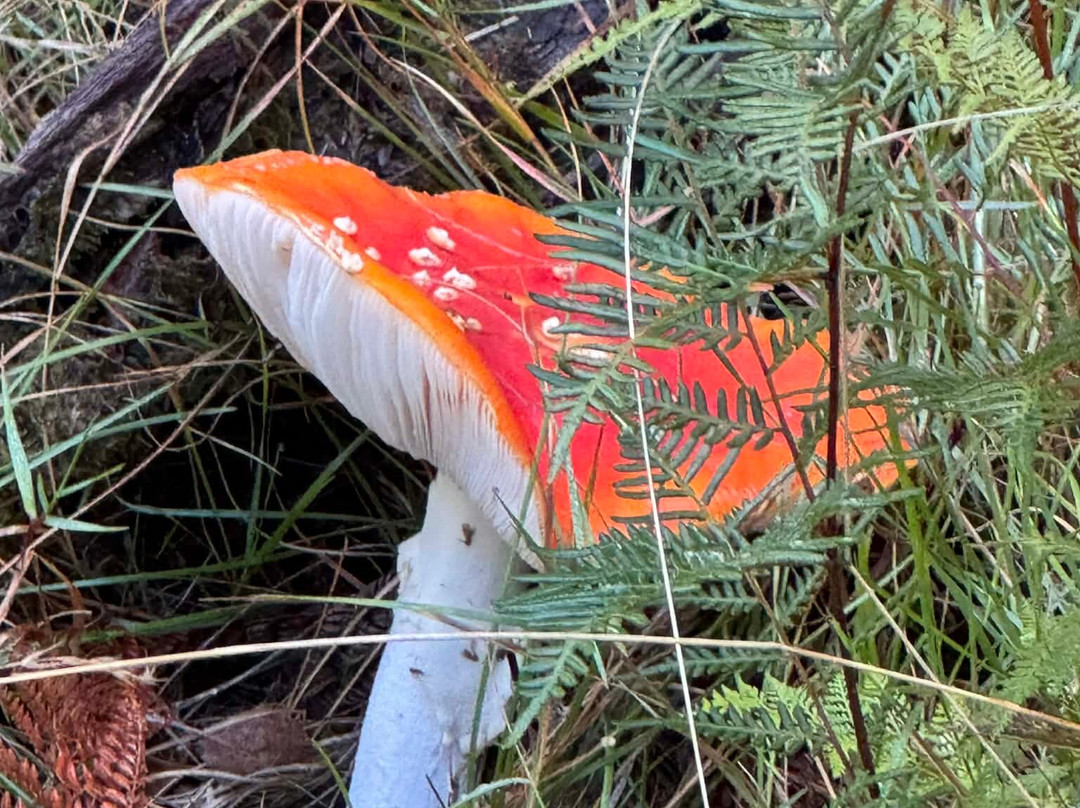 The Natural Flames Experience - Day Tours-Murchison必去景点
