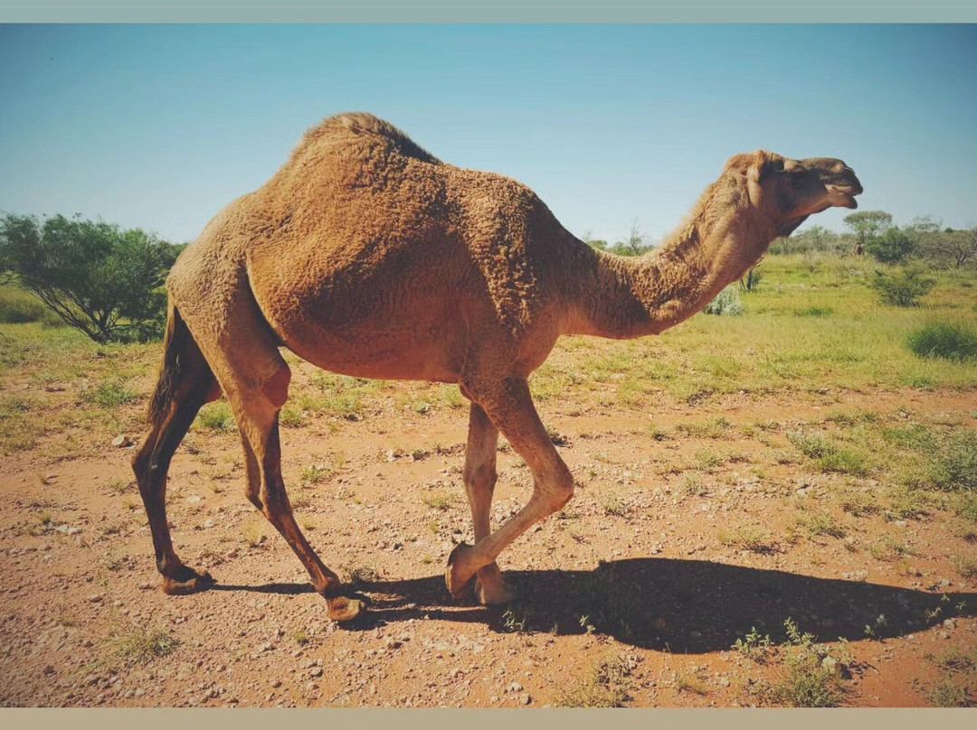 Mulgas Adventures-爱丽斯泉必去景点