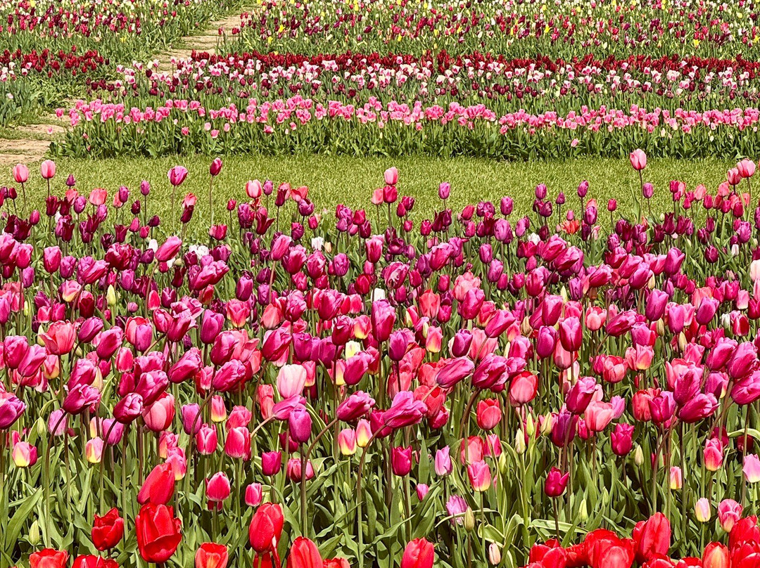 Tulleys Tulip Garden - Warwickshire-沃里克必去景点