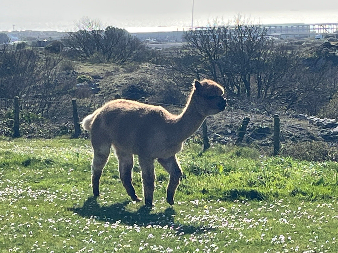 Portland Alpaca Trekking-Weston必去景点