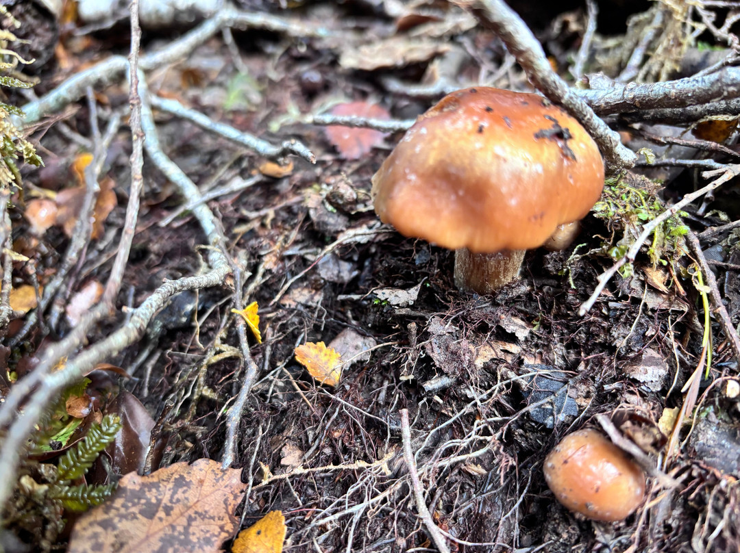 The Old Ghost Road-韦斯特波特必去景点