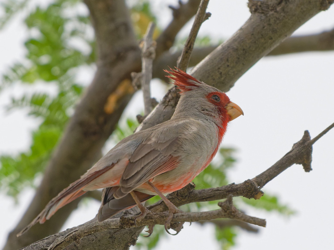 American Birding Guides-Patagonia必去景点