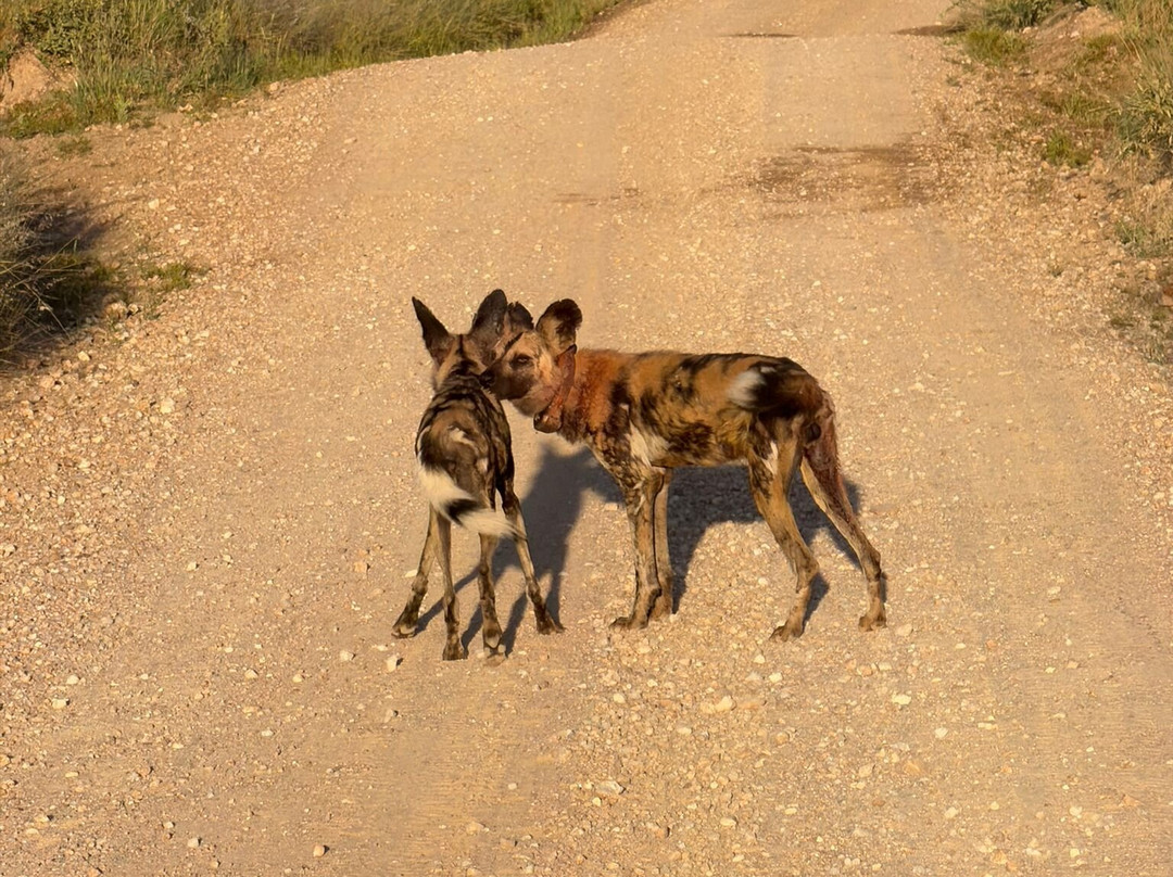 Senalala Safari Lodge主图