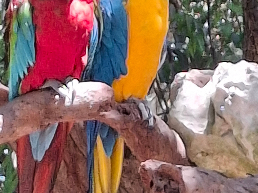 Akumal Monkey Sanctuary & Rescued Animals-艾库玛尔必去景点