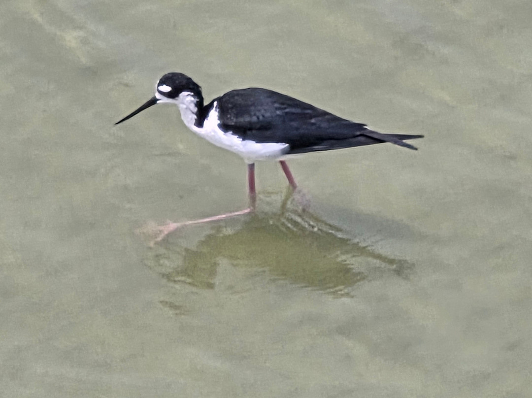 Leonabelle Turnbull Birding Center-阿兰瑟斯港必去景点