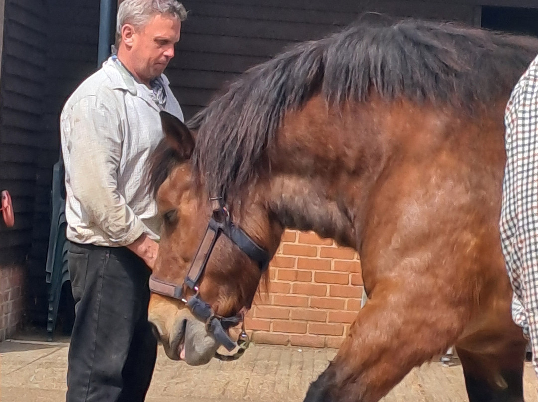 Dorset Heavy Horse Farm Park-Verwood必去景点
