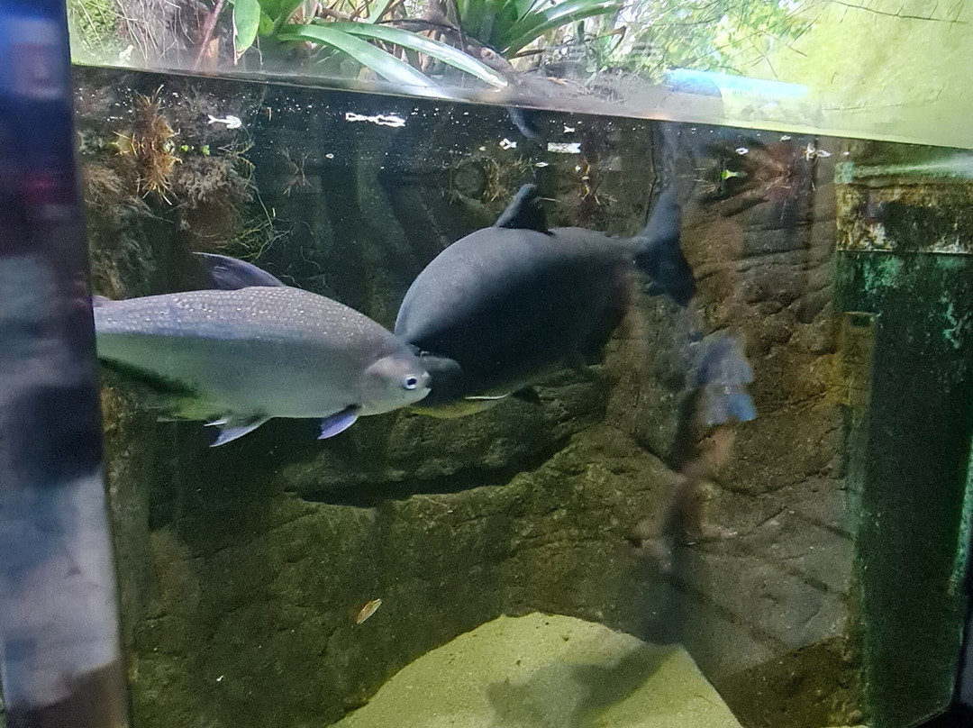 Ubatuba Aquarium-乌巴图巴必去景点