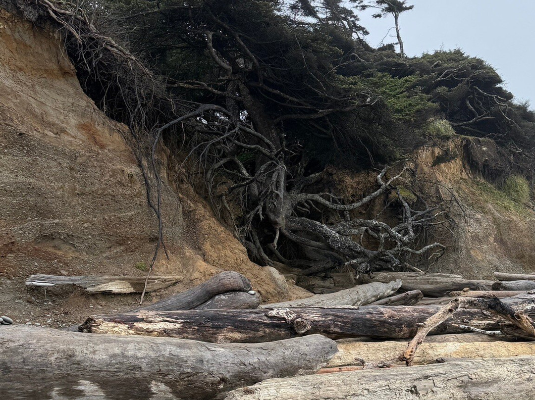 Tree Root Cave-福克斯必去景点