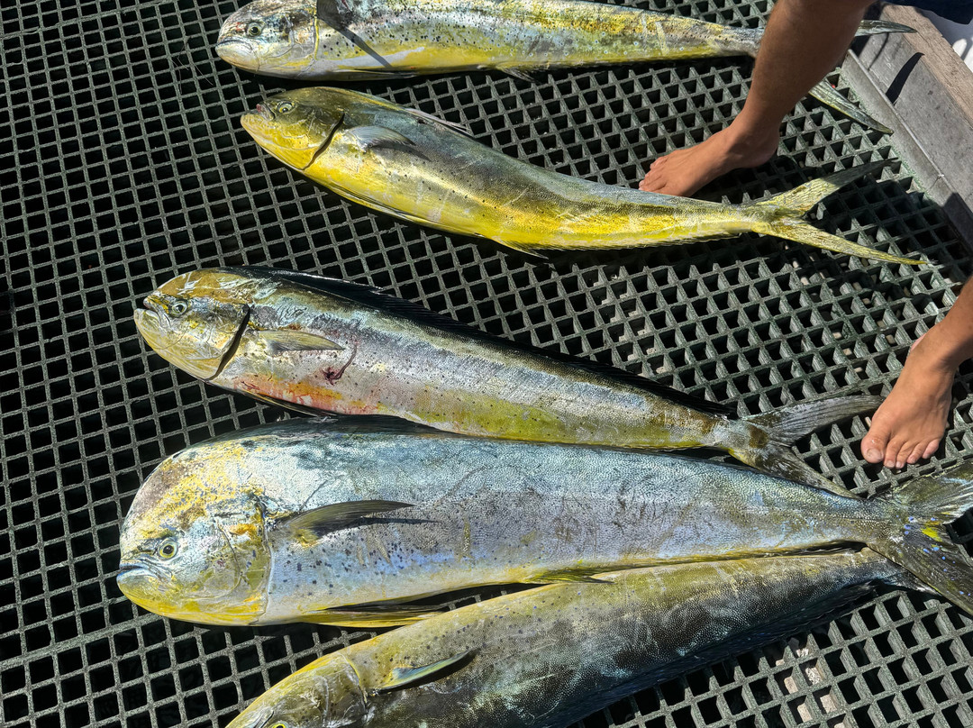 Fish Whisperer-黑河必去景点