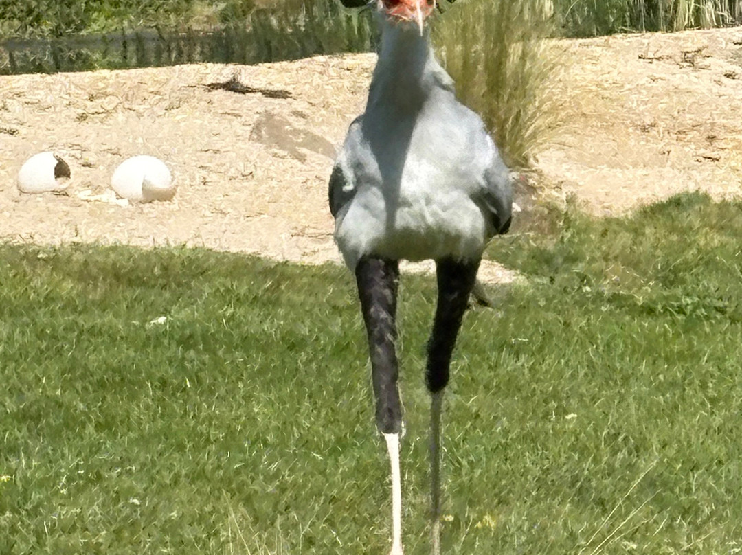 Hawk Conservancy Trust Bird of Prey Centre-Andover必去景点