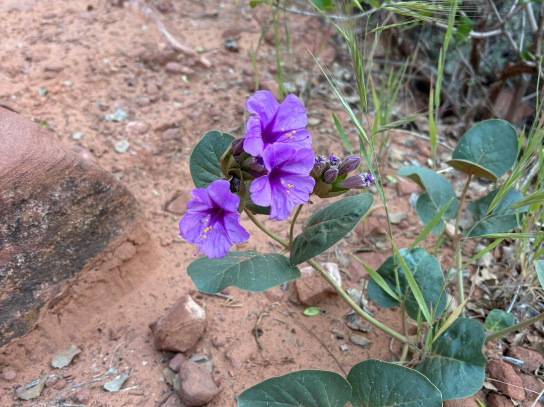 Kayenta Trail-锡安国家公园必去景点