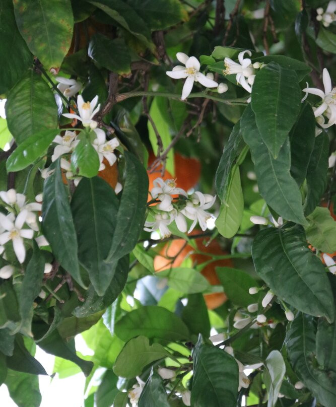 老城区-隆达必去景点