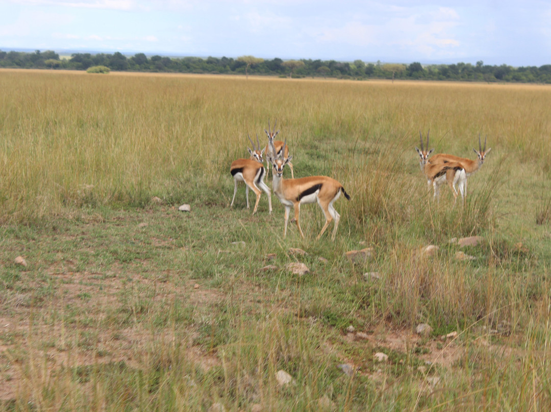 Masai Mara National Reserve-纳罗克必去景点
