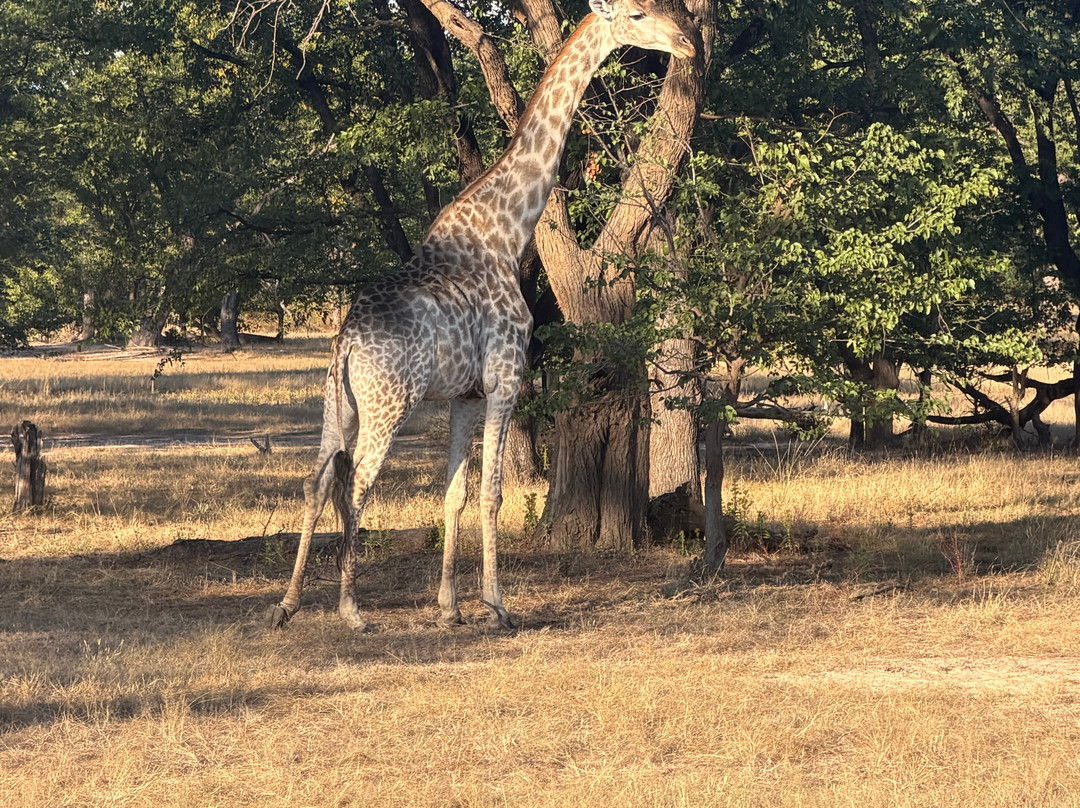 Lwizi Eco Safaris And Adventure Tours-李文斯顿必去景点