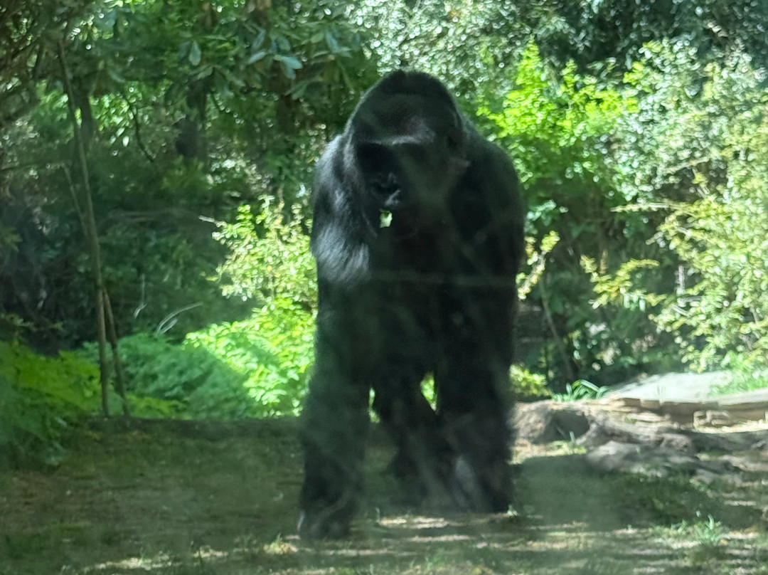 Bronx Zoo-布朗克斯必去景点