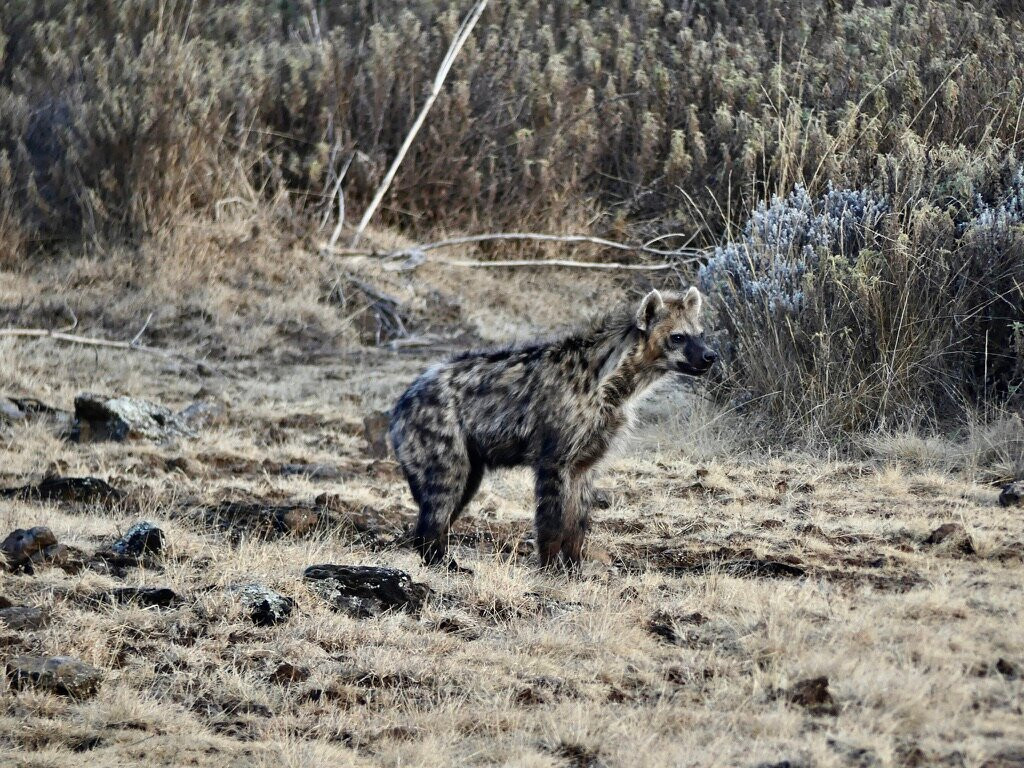 Bale Mountains Brilliant Tours-Goba必去景点