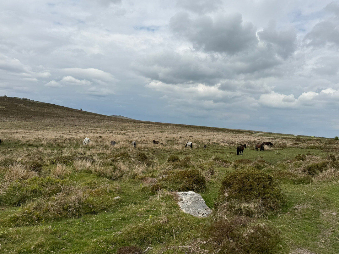 Unique Devon Tours-牛顿阿伯里必去景点