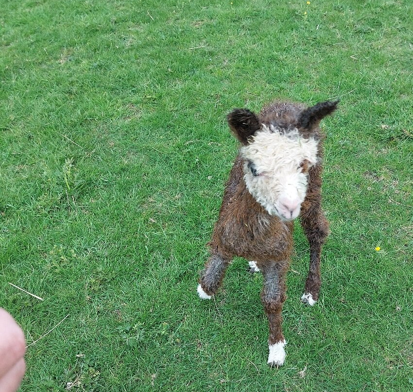 Lane House Alpaca Farm-切本哈姆必去景点