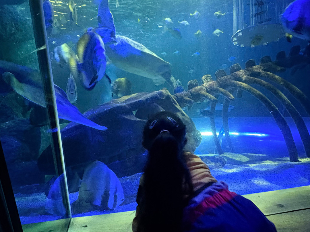 SEA LIFE Hunstanton-Hunstanton必去景点